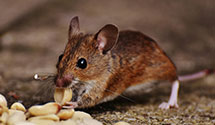 24 Hour & Emergency Exterminators in Delafield, WI